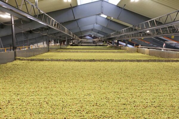 Hops stored inside of the Coleman Agriculture Steel Building
