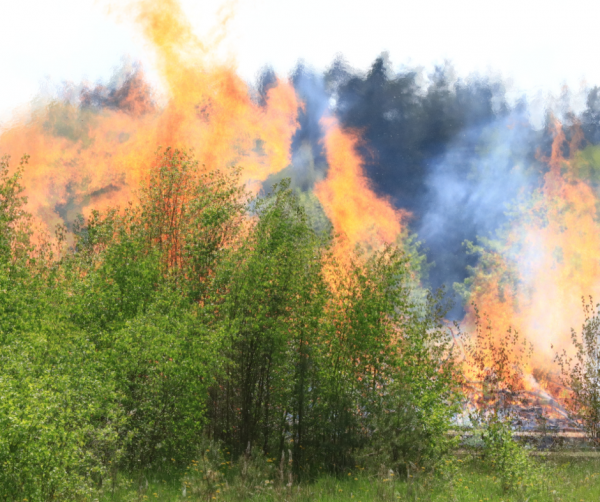 Wildfire burning in a forest