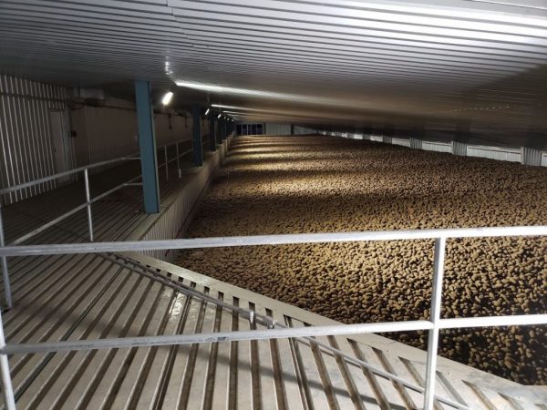 Potato Storage Bulk Storage Building Interior