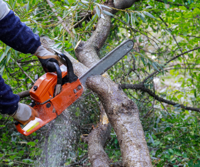 Orange chainsaw cutting a branch off a tree to winterize